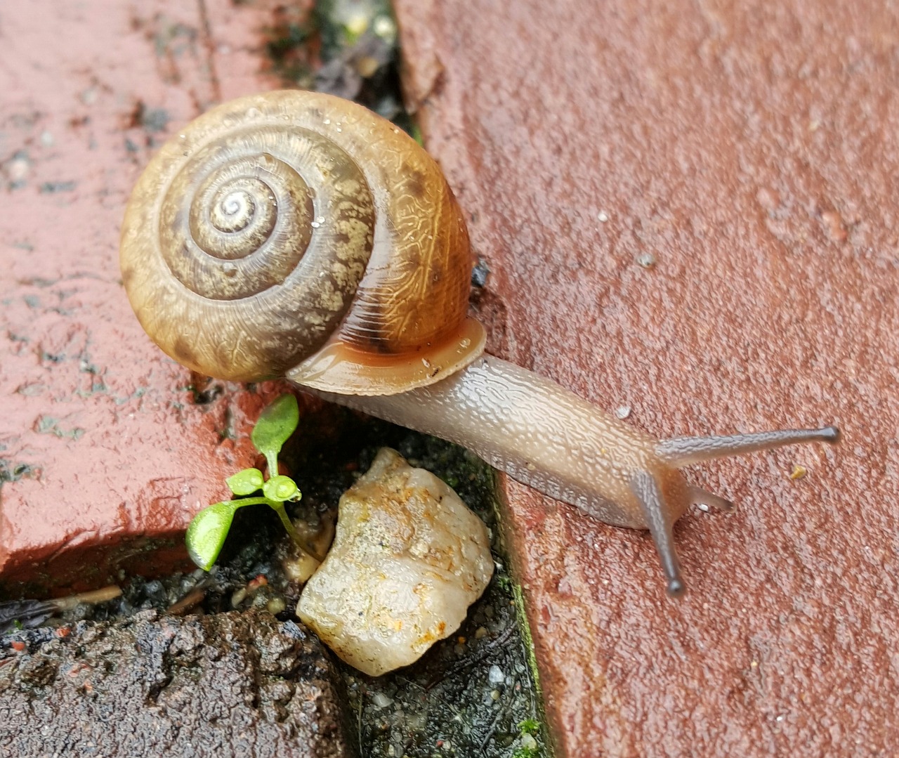 snail shell helix free photo