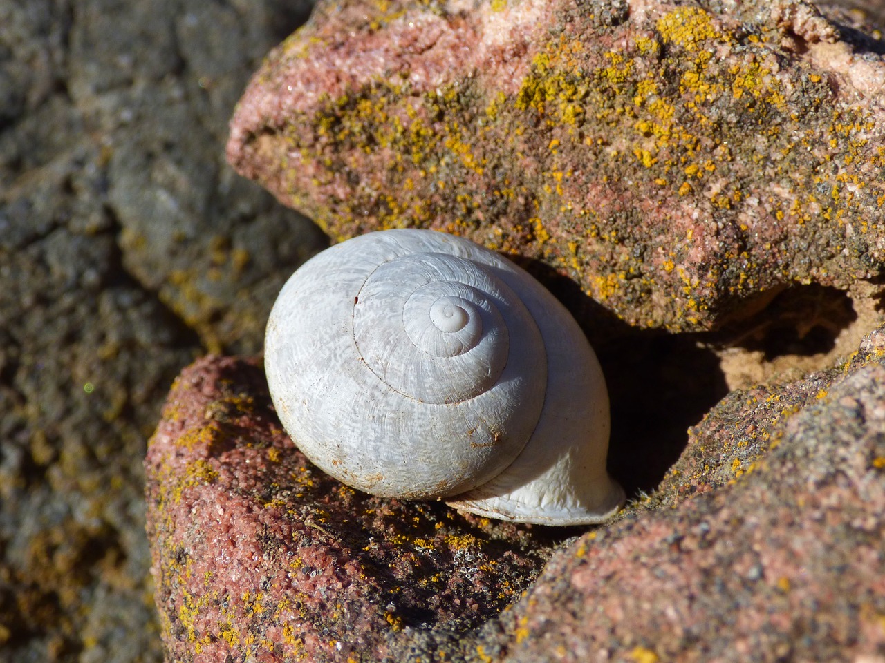 snail shell spiral free photo