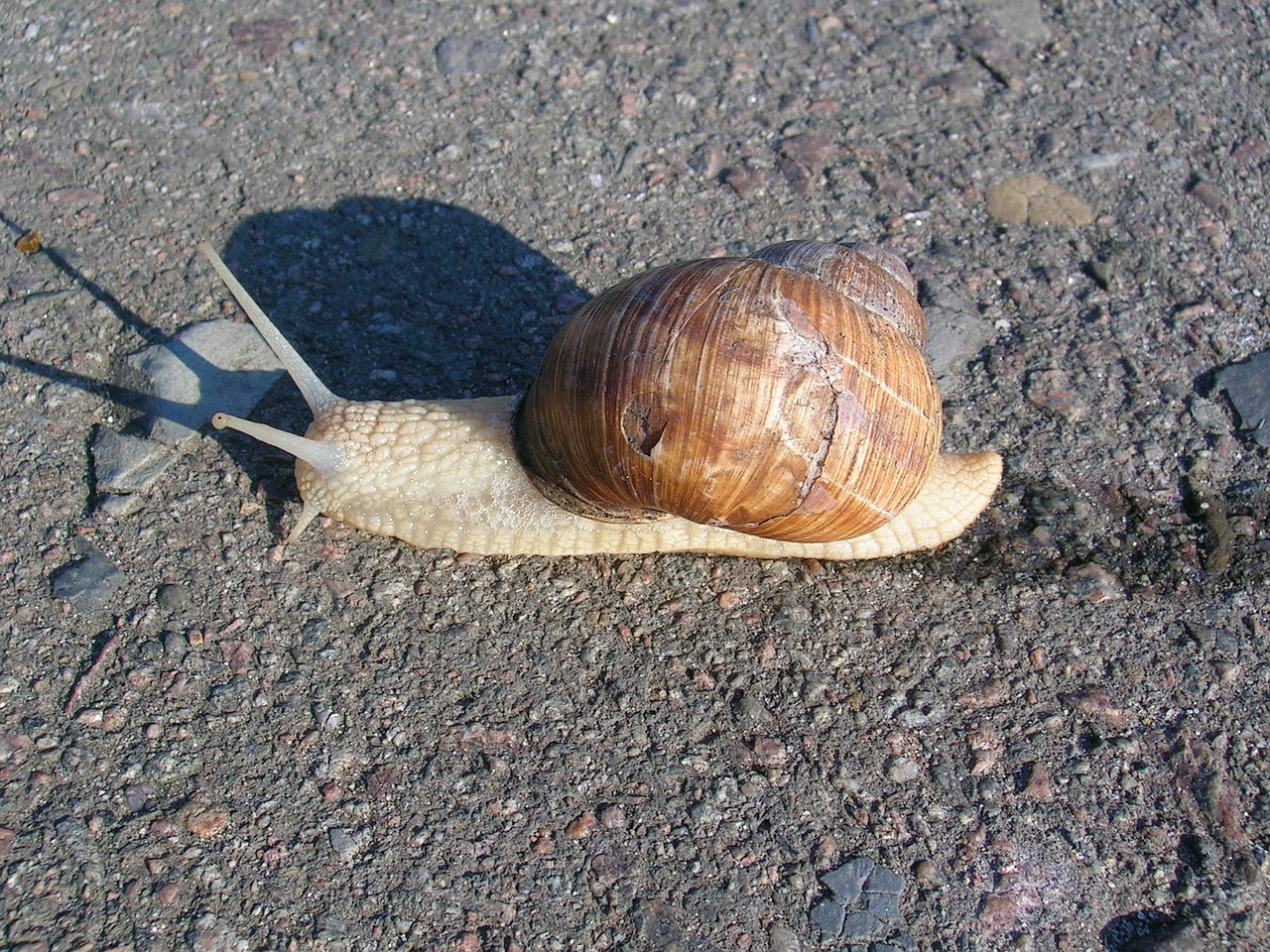 snail creep asphalt free photo