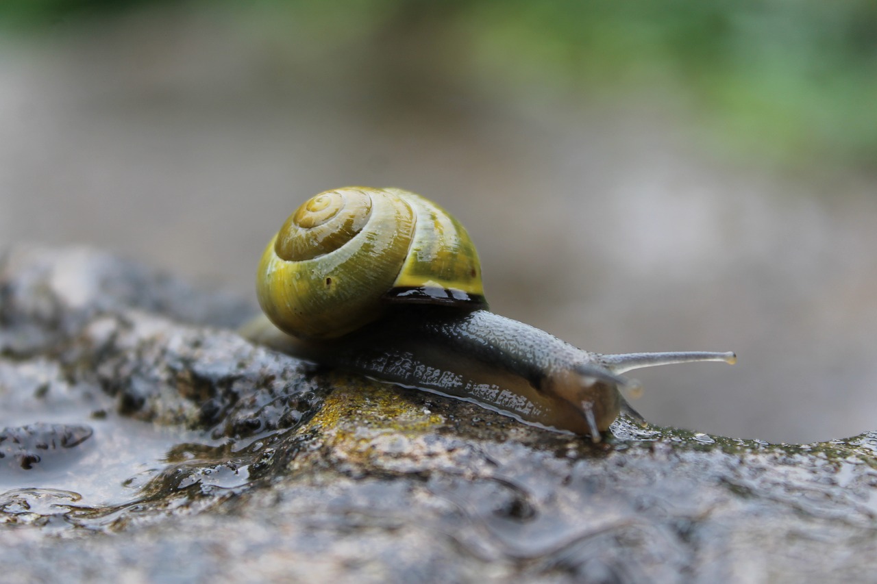 snail rain tiny free photo