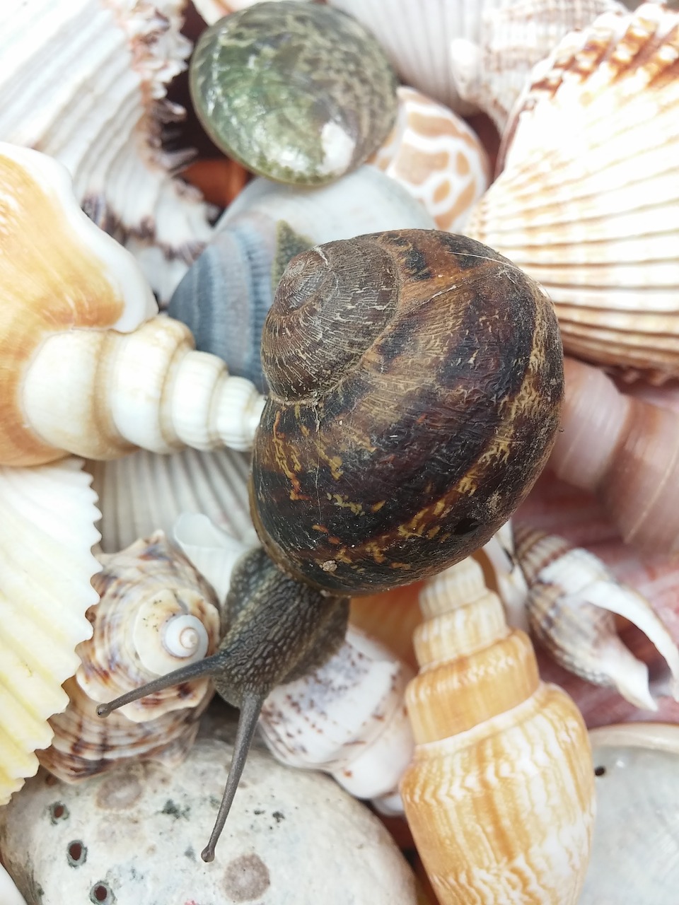 snail animal shells free photo