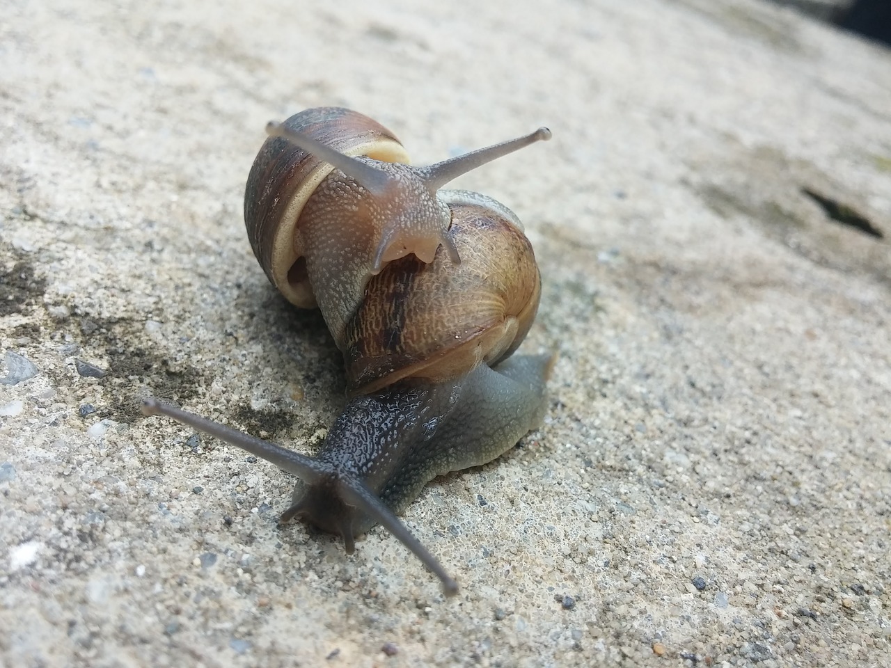 snail snail couple molluscs free photo