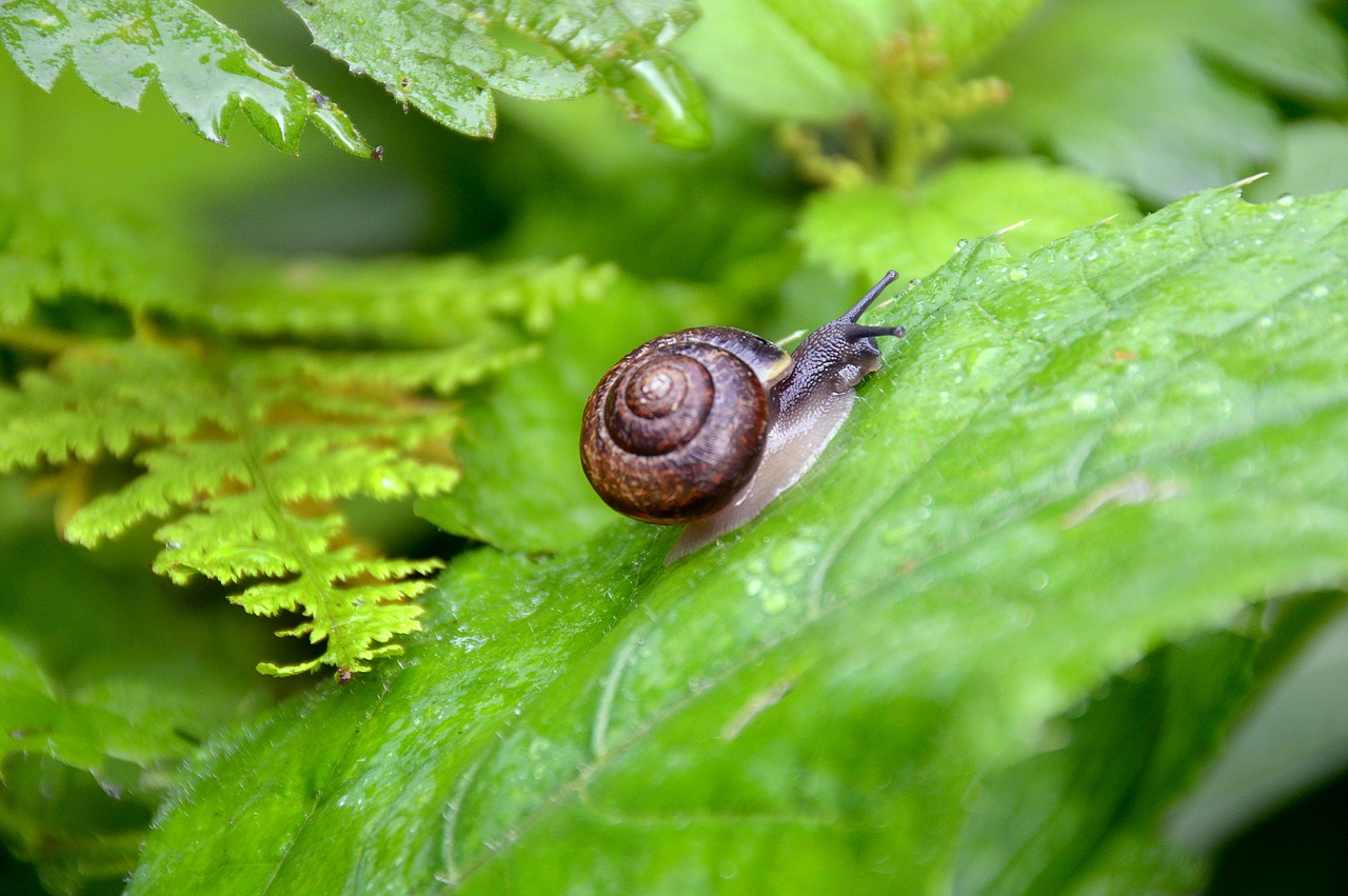 snail forest greens free photo