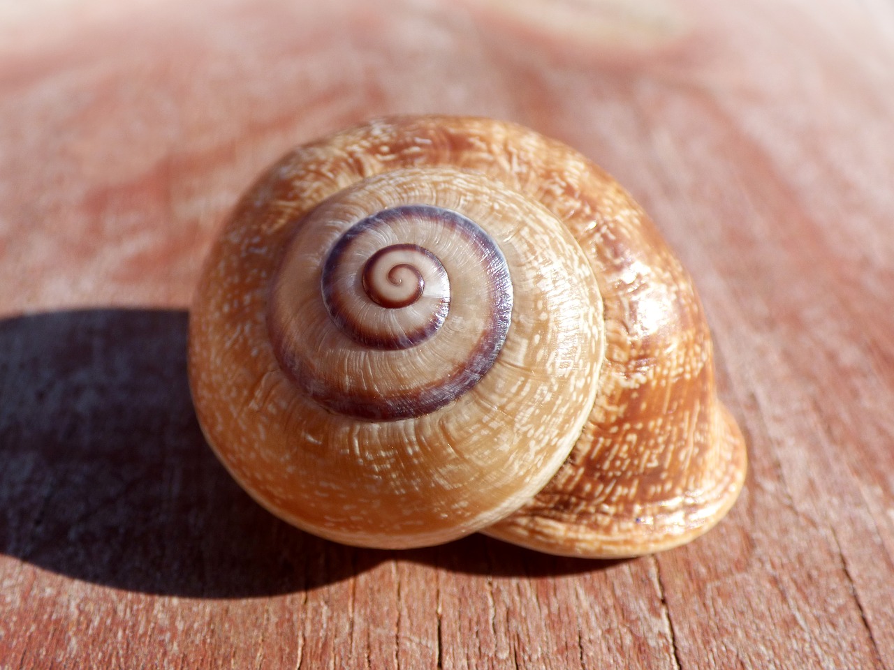 snail shell spiral free photo