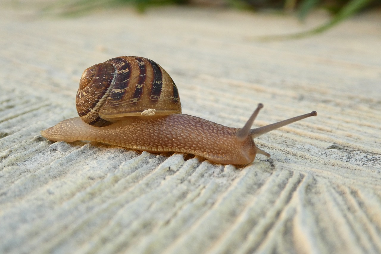 snail shell close free photo