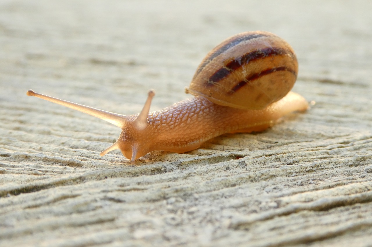 snail shell close free photo