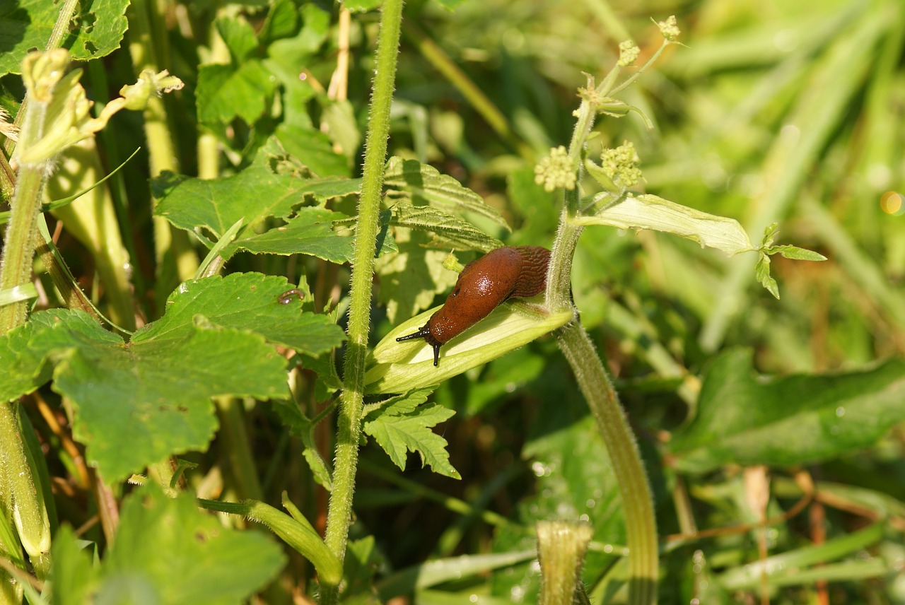 snail nature molluscum free photo