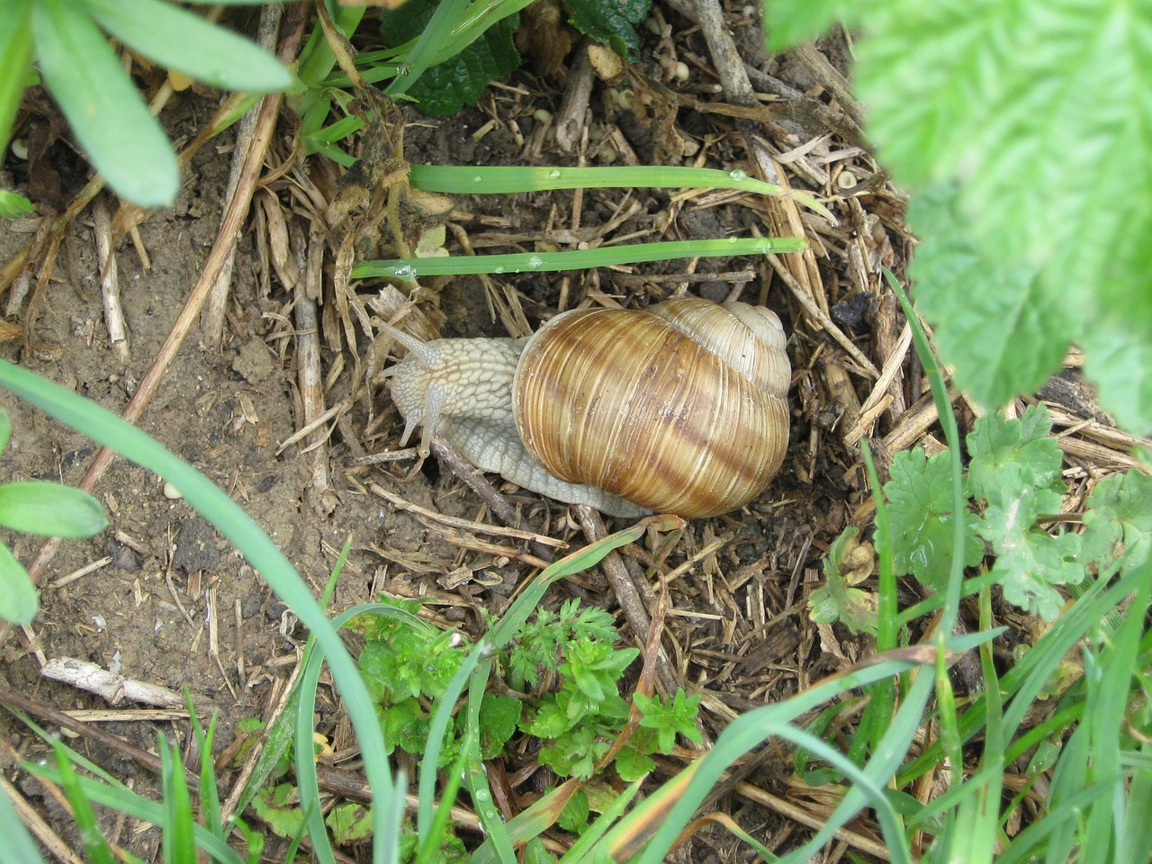 snail reptile mollusk free photo