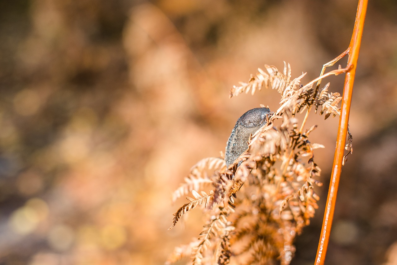 snail slug fall free photo