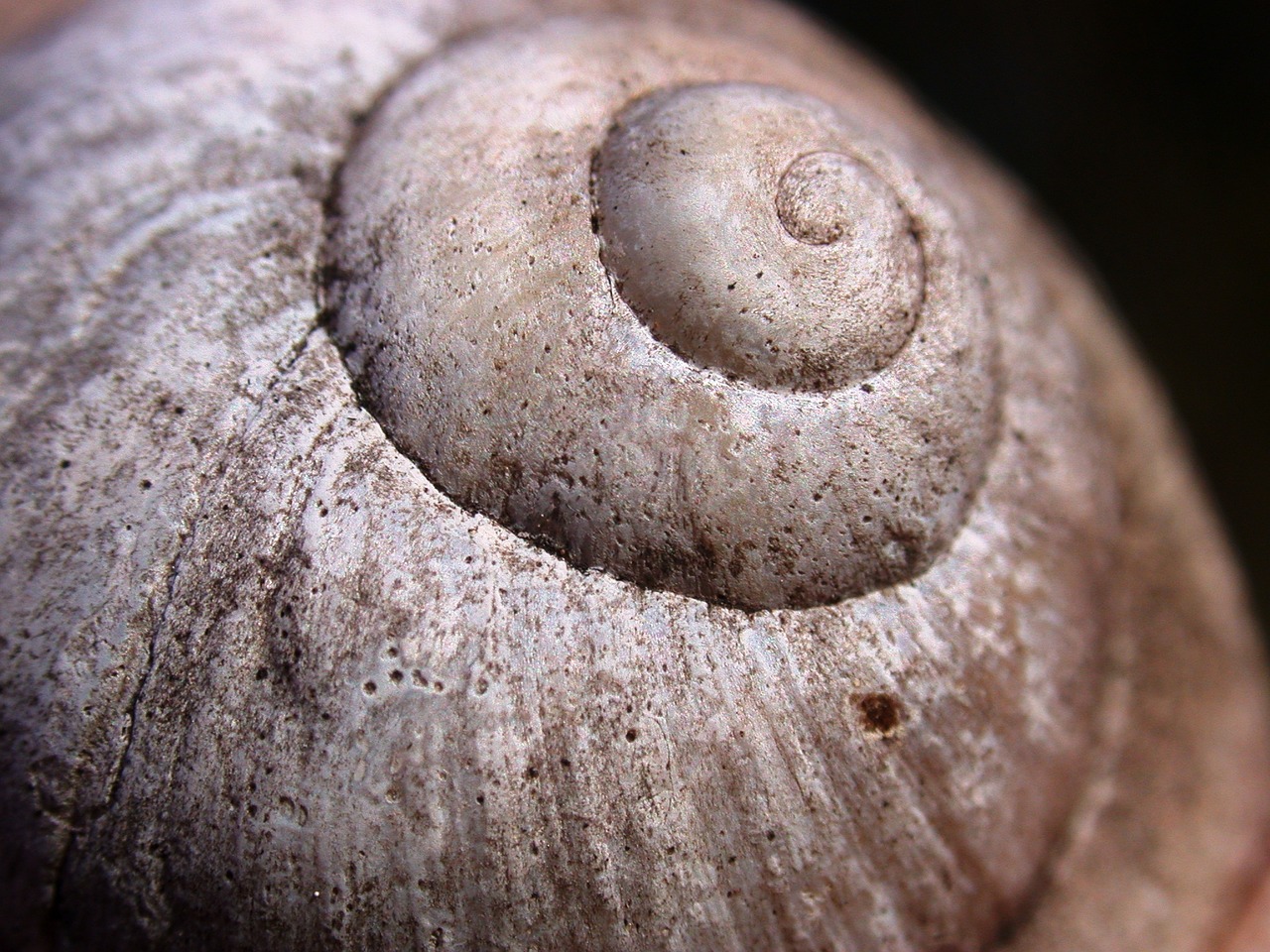 snail conch nature free photo