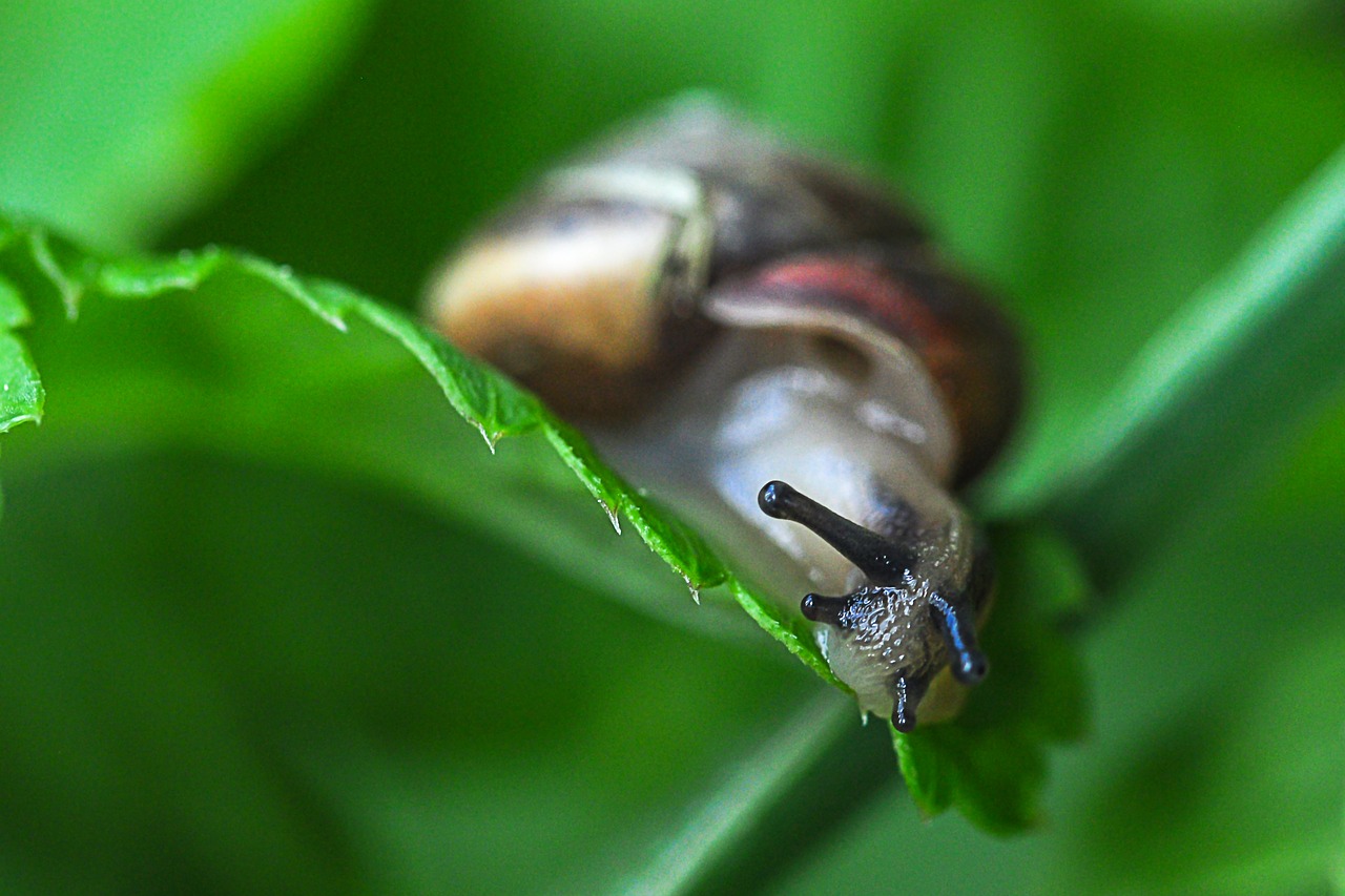 snail leaf green free photo