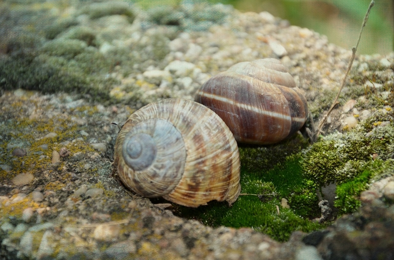 snail stone shell free photo