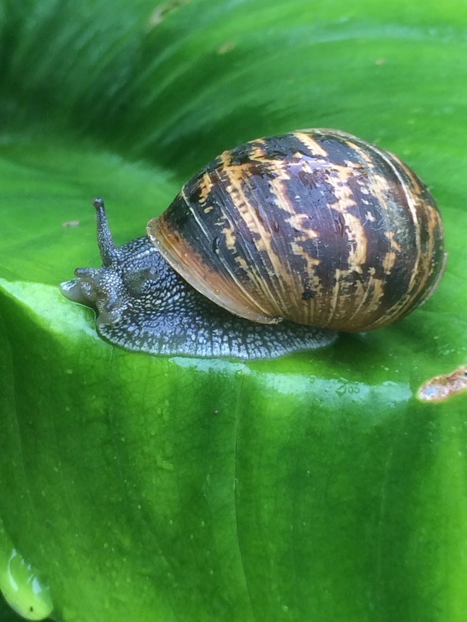 snail leaf fresh free photo