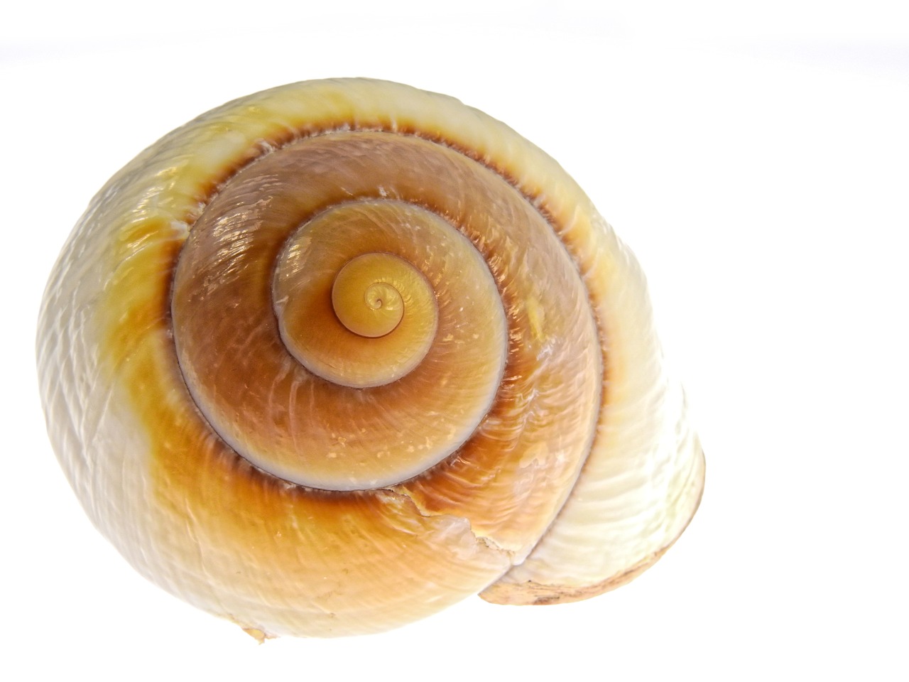 snail shell nature free photo