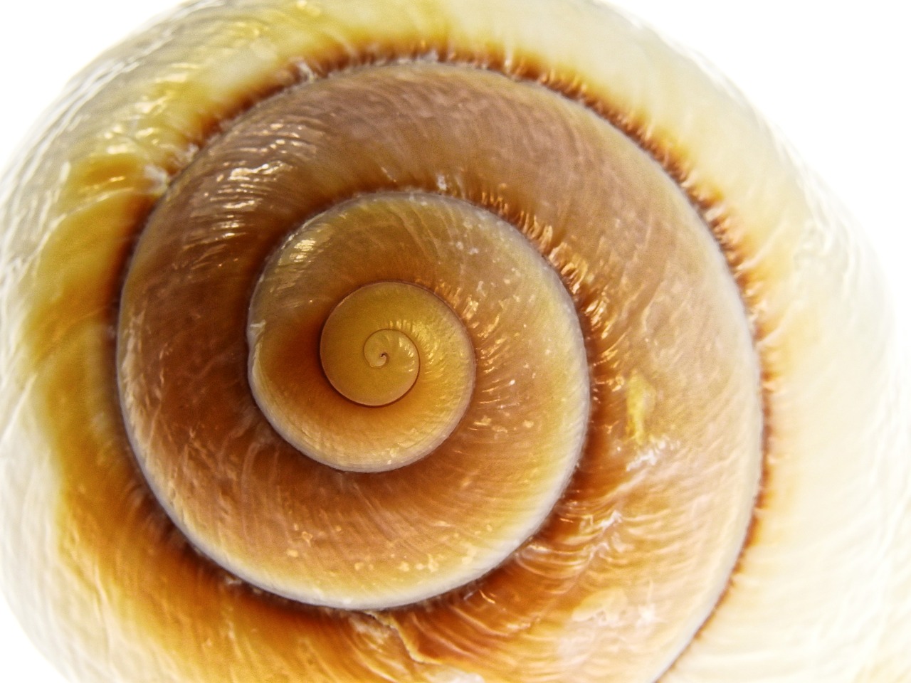 snail shell nature free photo