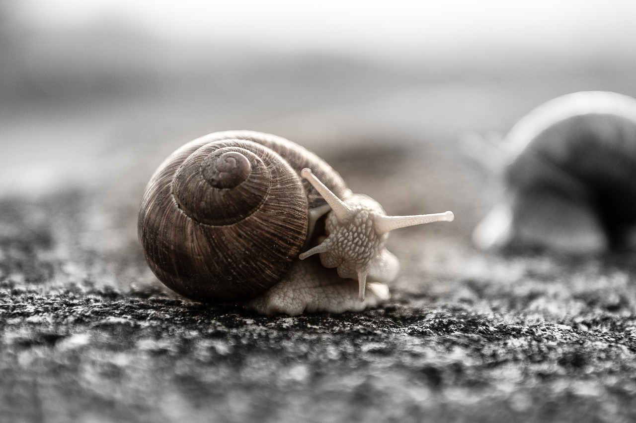 snail house snail mollusk free photo