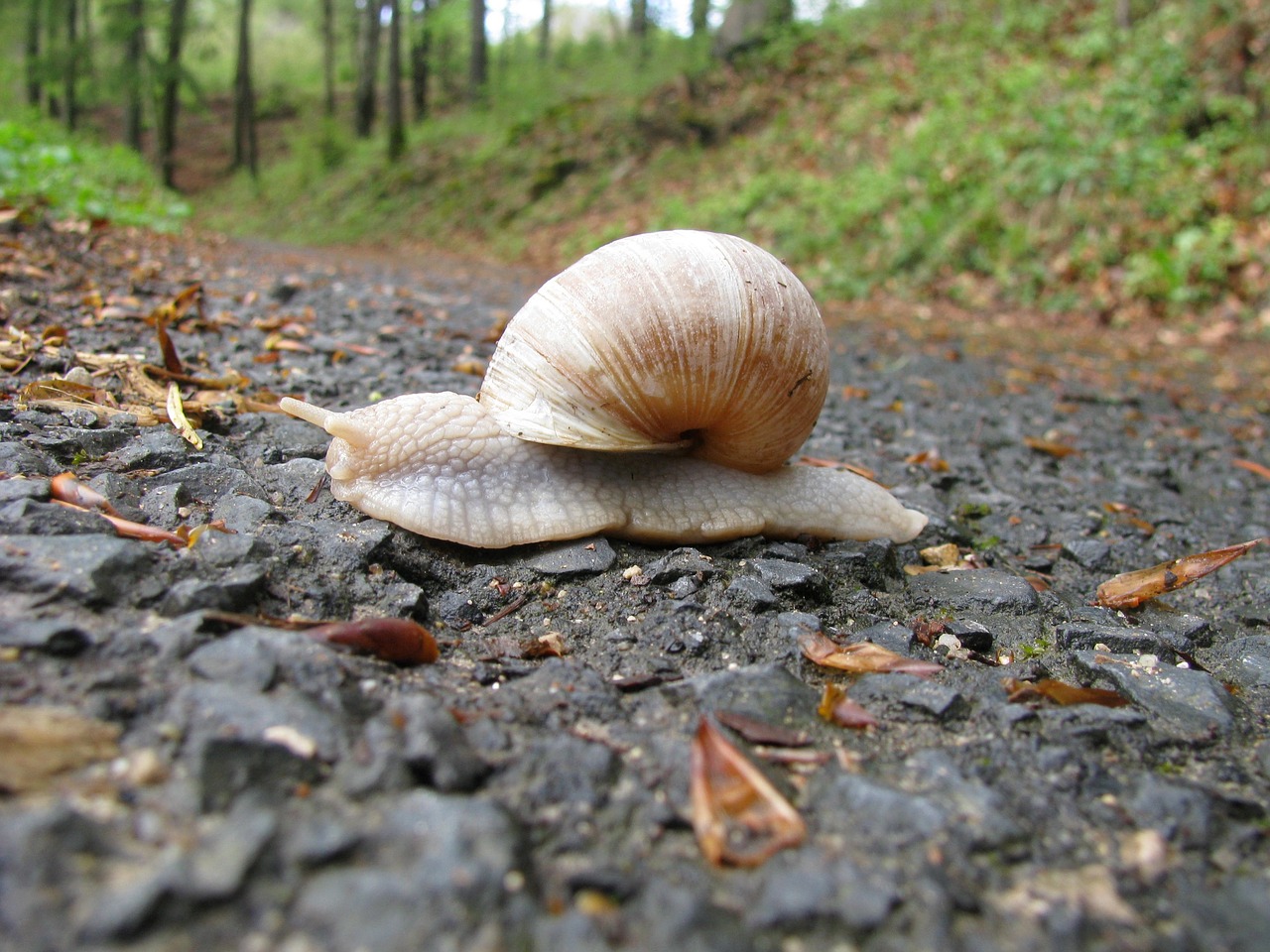 snail forest path slowly free photo