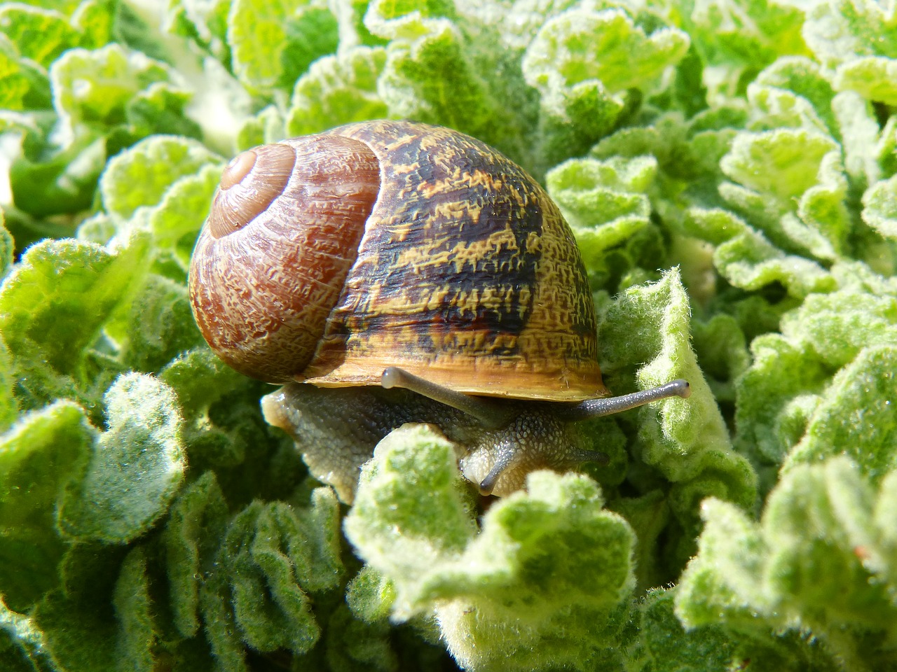snail gastropod leaves free photo