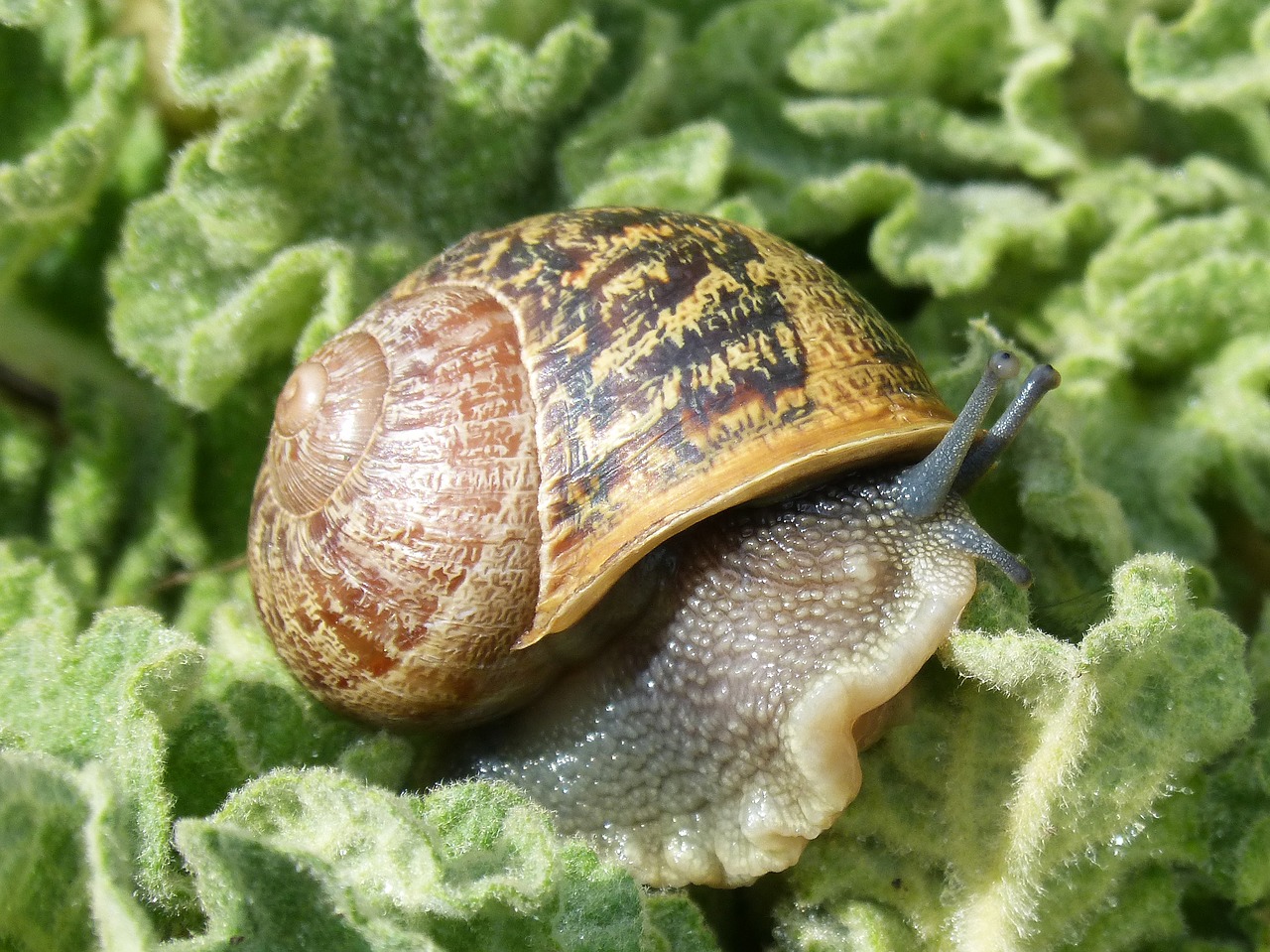 snail gastropod molluscum free photo