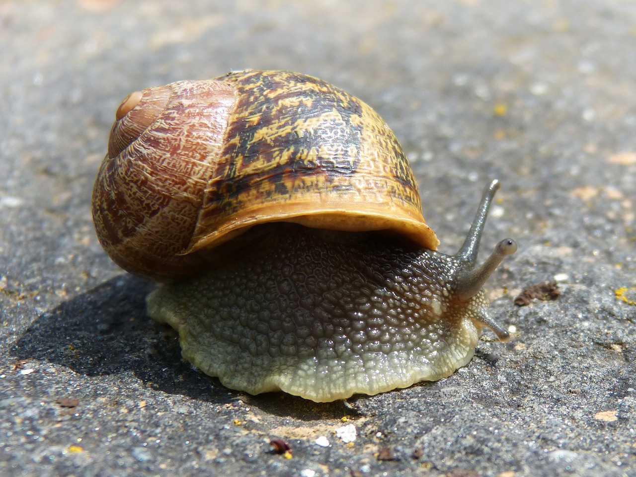 snail gastropod molluscum free photo