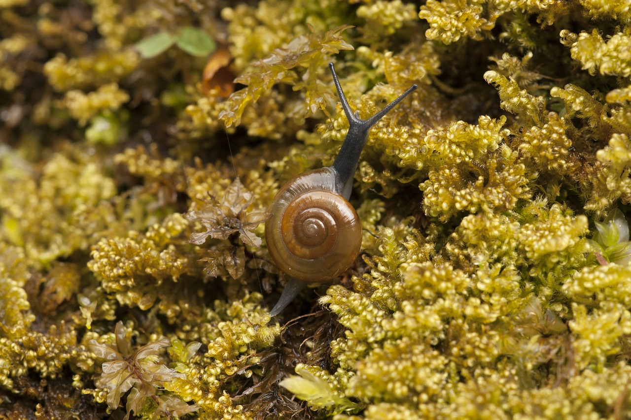 snail moss nature free photo