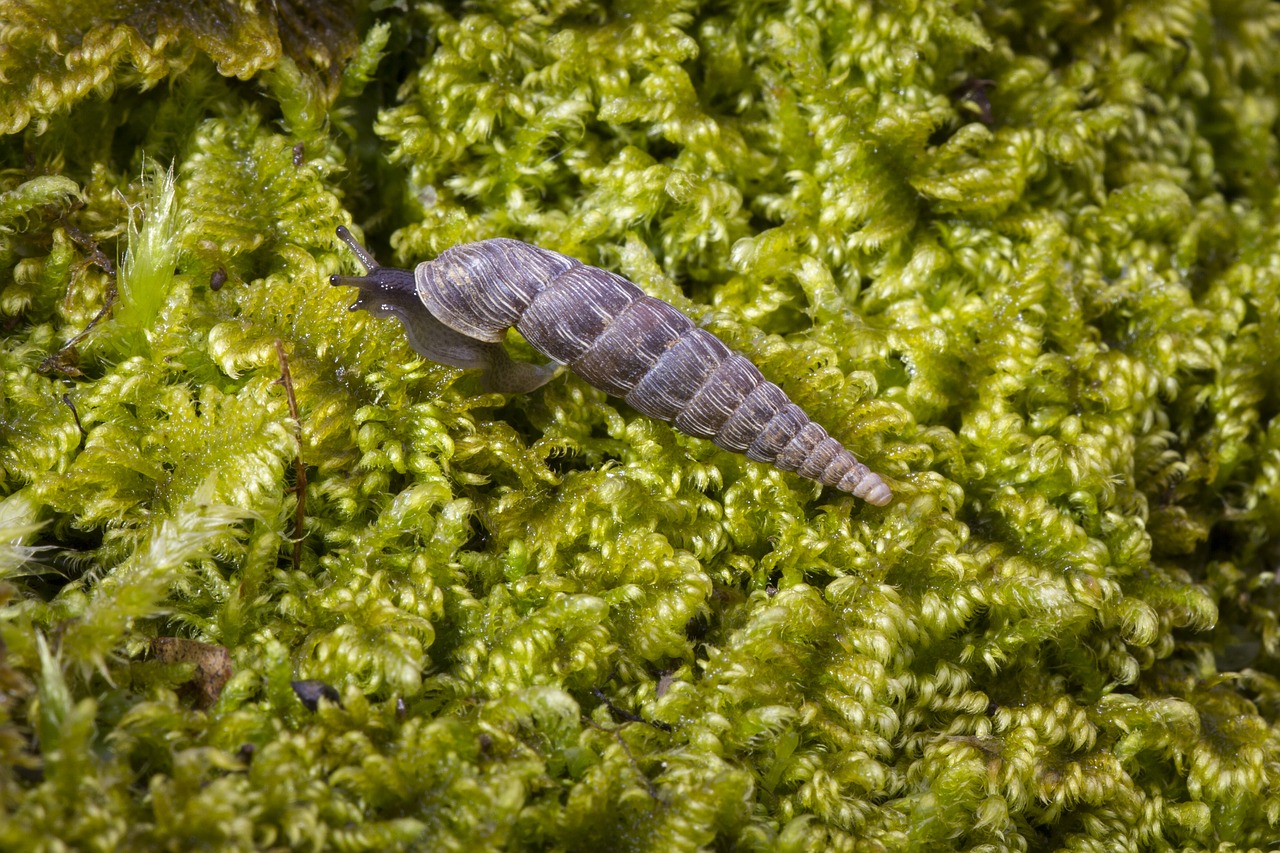 snail moss green free photo