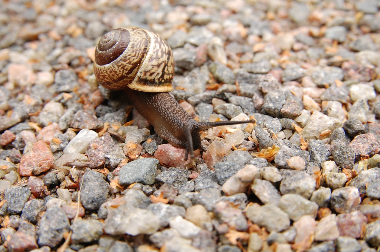 snail stones mollusc free photo
