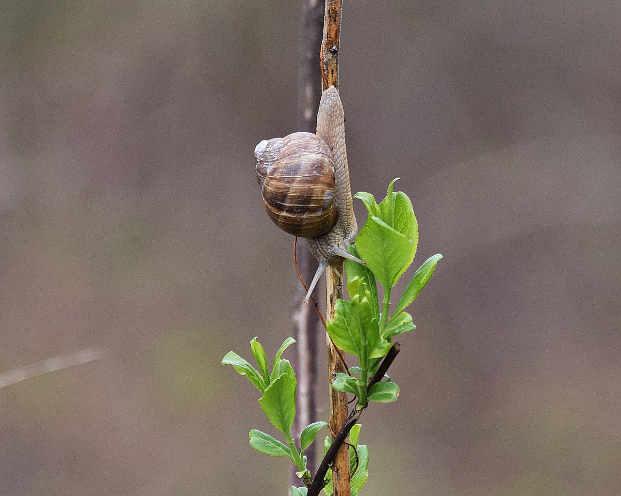 snail molluscum scallop free photo