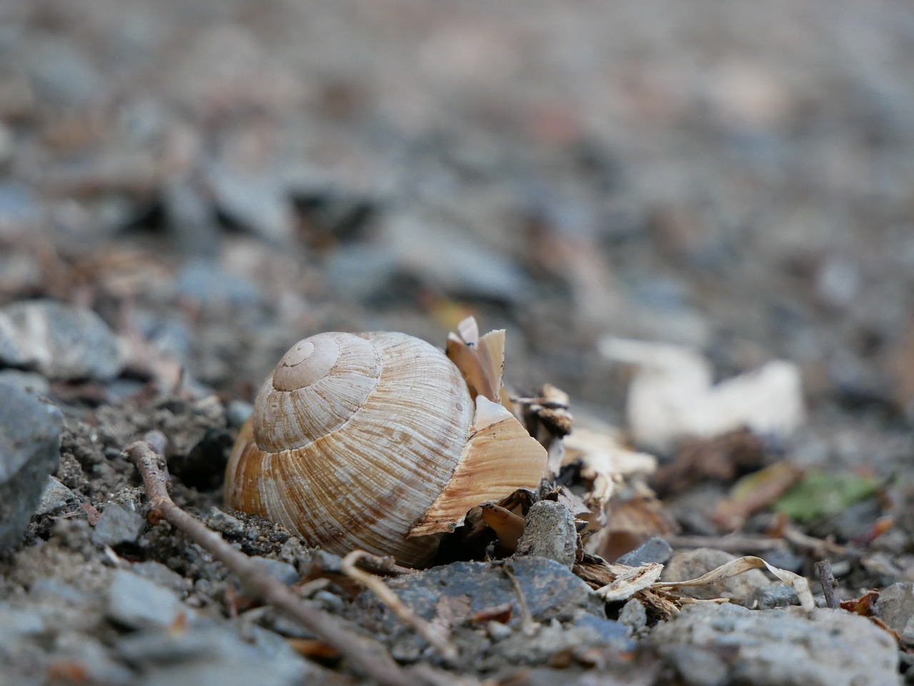 snail shell housing free photo