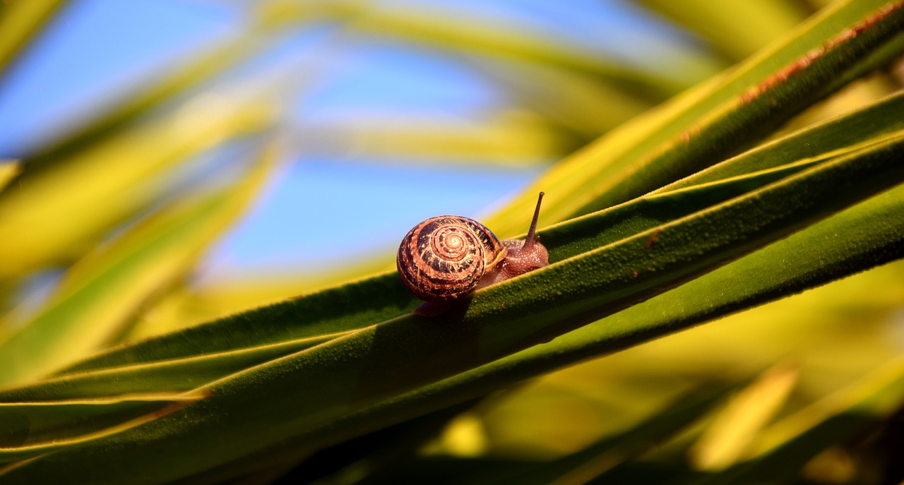 snail shell holly free photo
