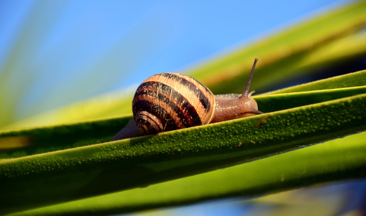 snail shell holly free photo