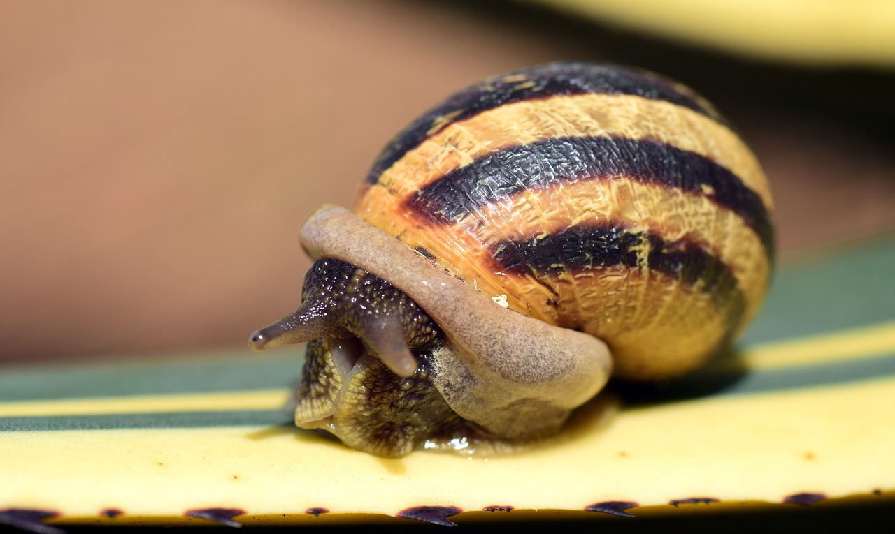 snail shell close free photo