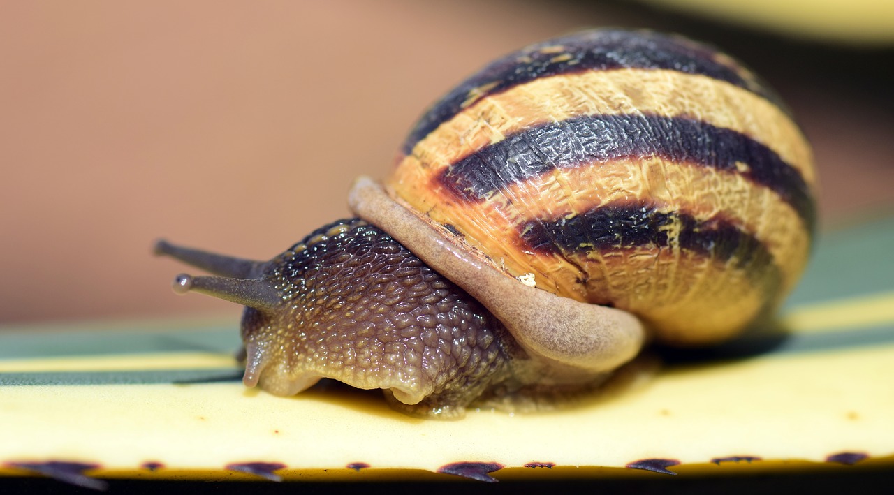 snail shell close free photo
