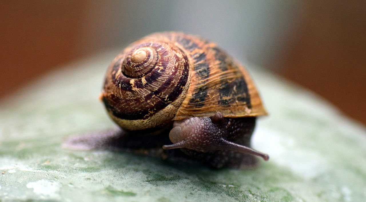 snail shell close free photo