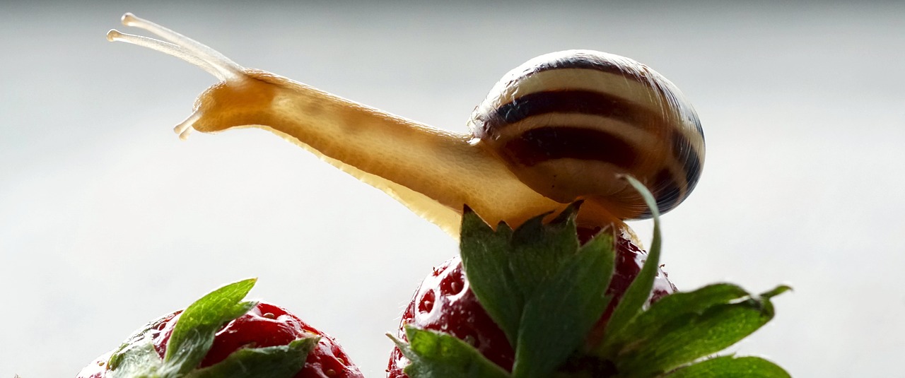 snail strawberries shell free photo