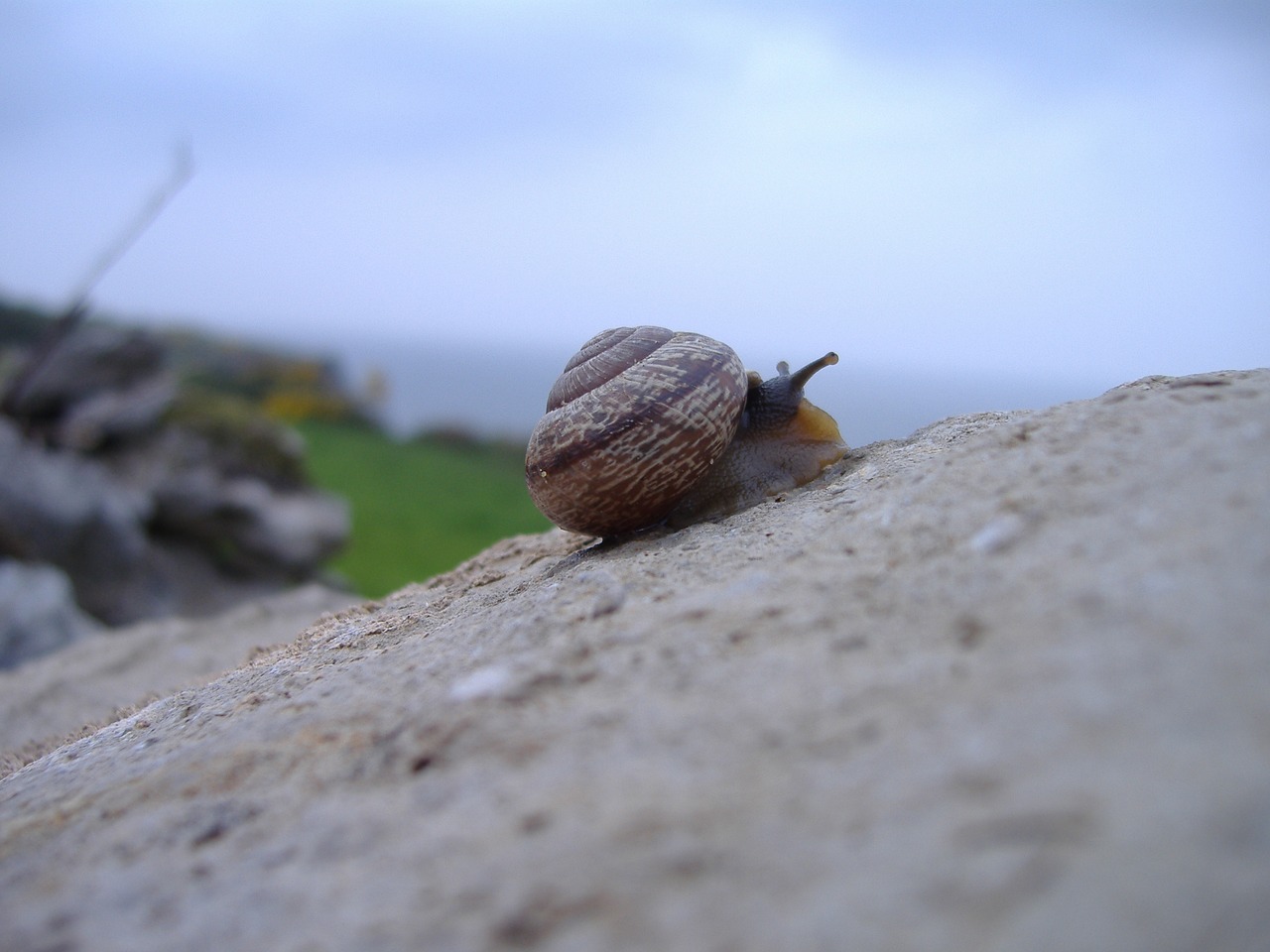 snail rock climbing free photo