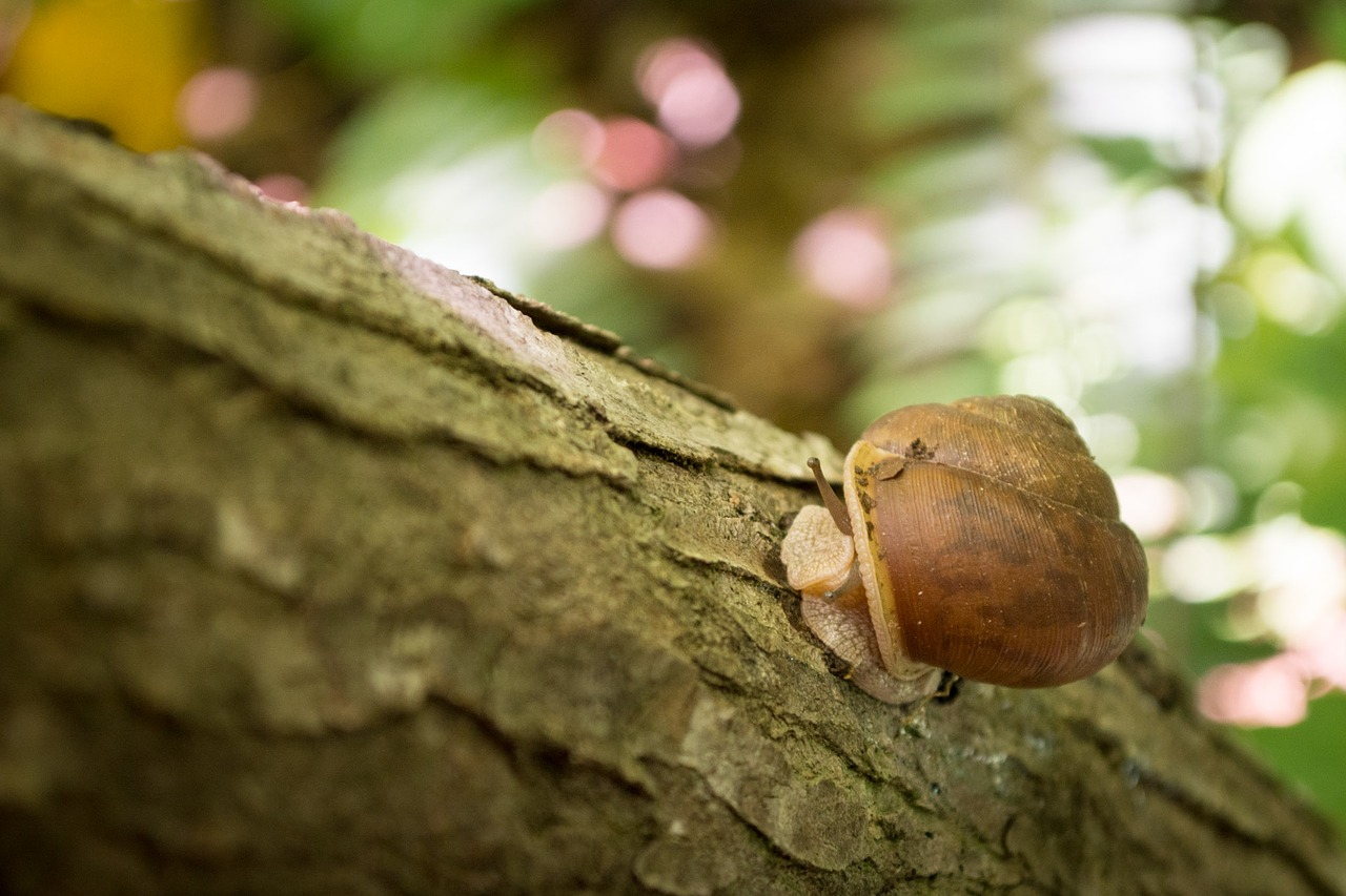 snail tree nature free photo