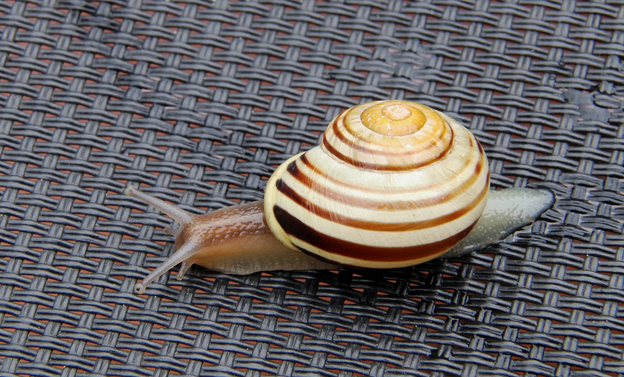 snail shell close free photo