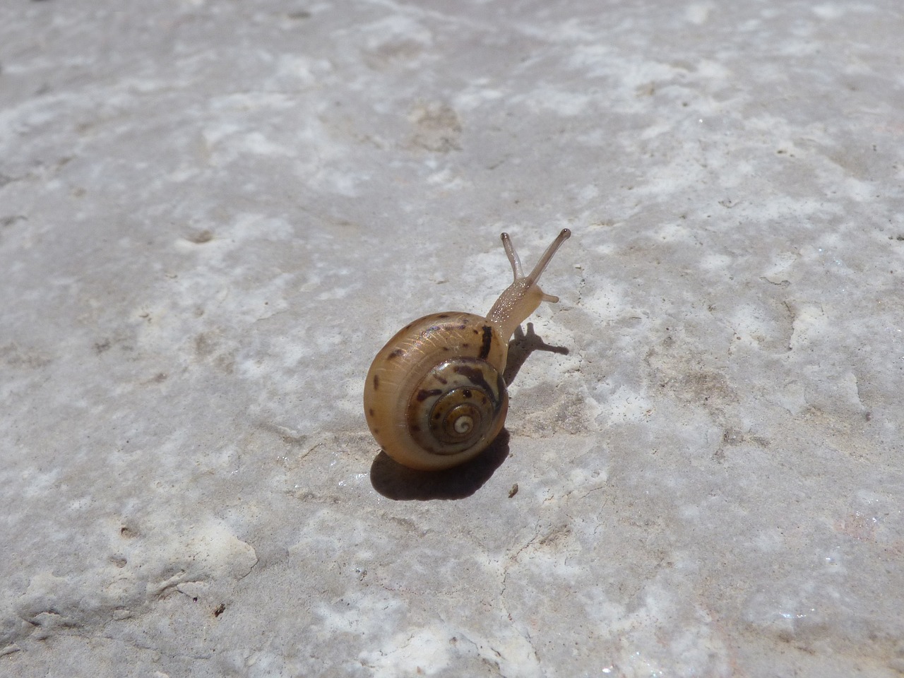 snail rock small tiny free photo