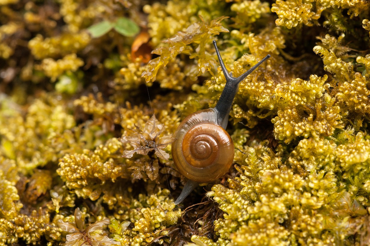 snail moss shell free photo