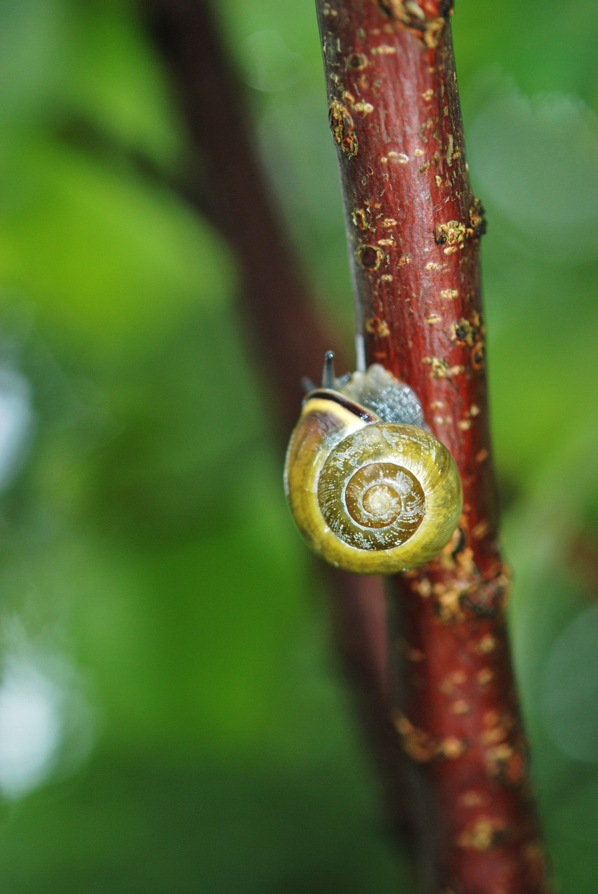 snail animal plant free photo