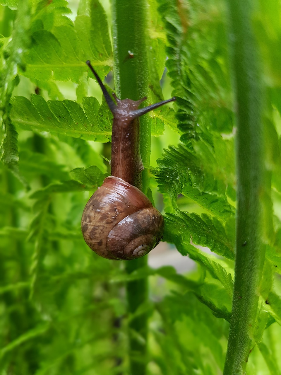 snail fern spring free photo