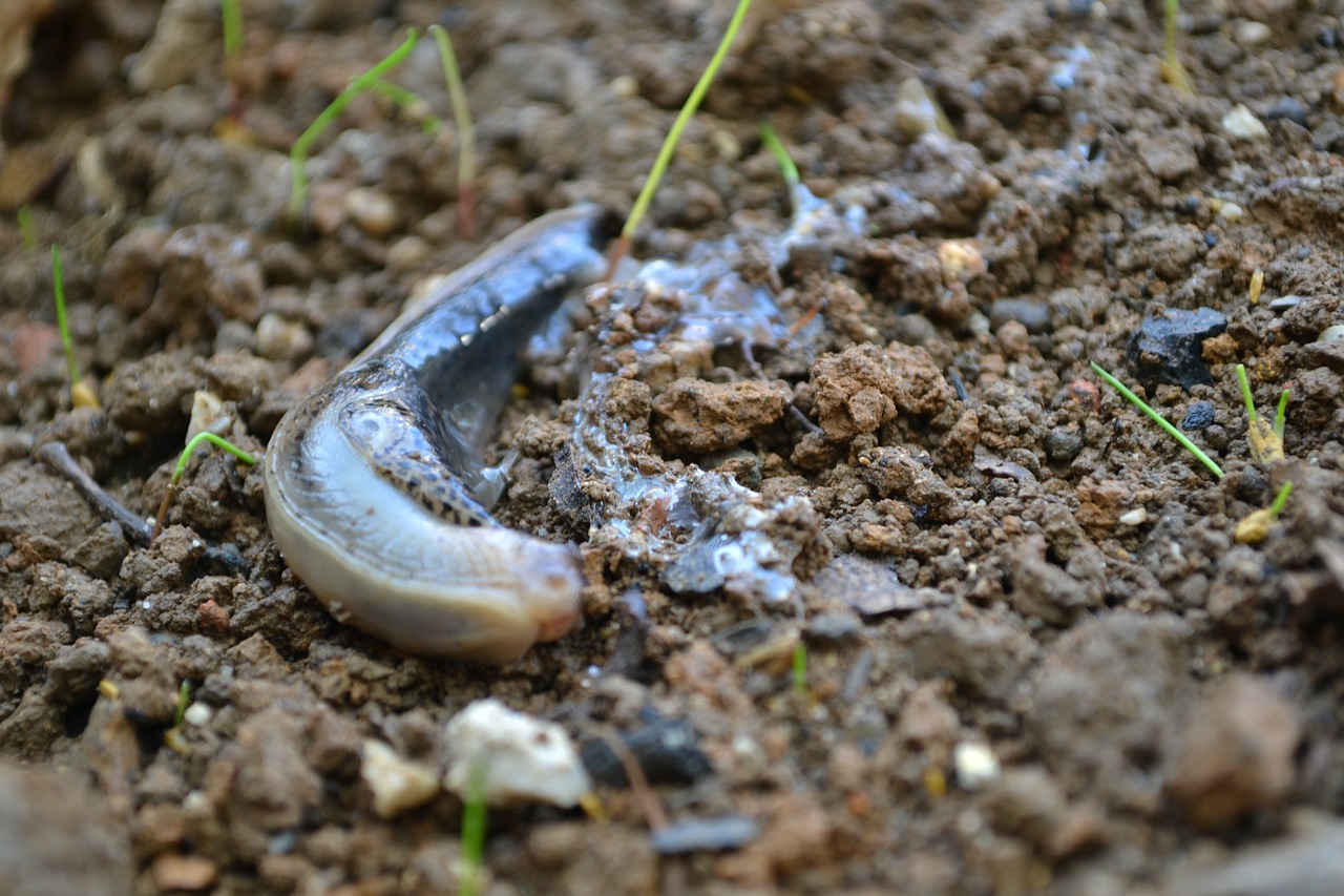snail animal dirt free photo