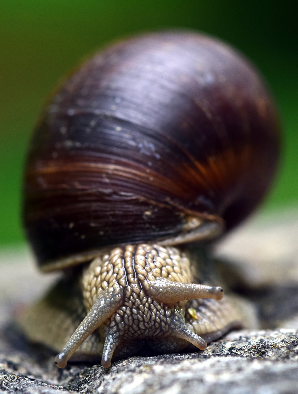 snail shell mollusk free photo