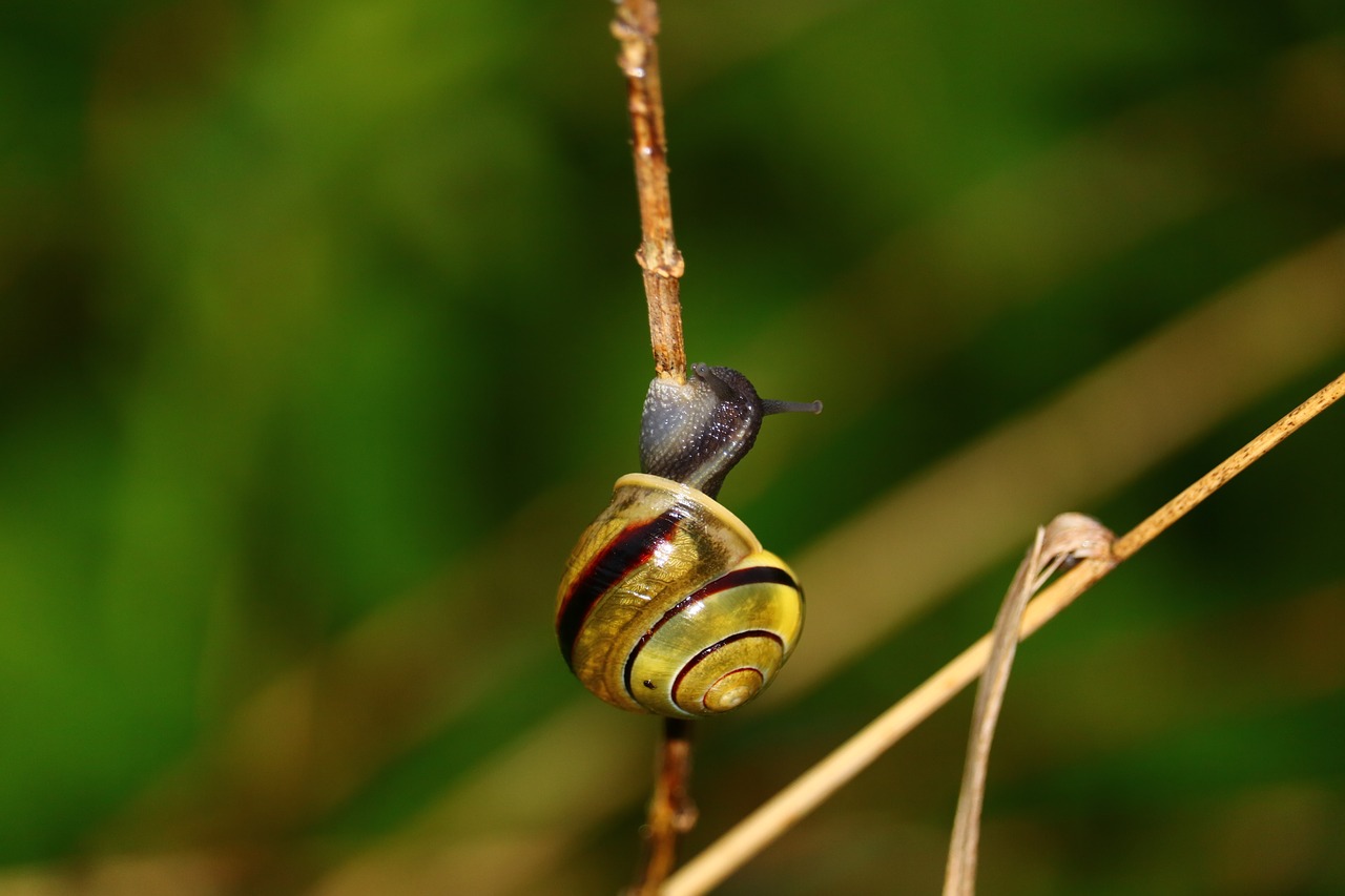 snail blade of grass green free photo