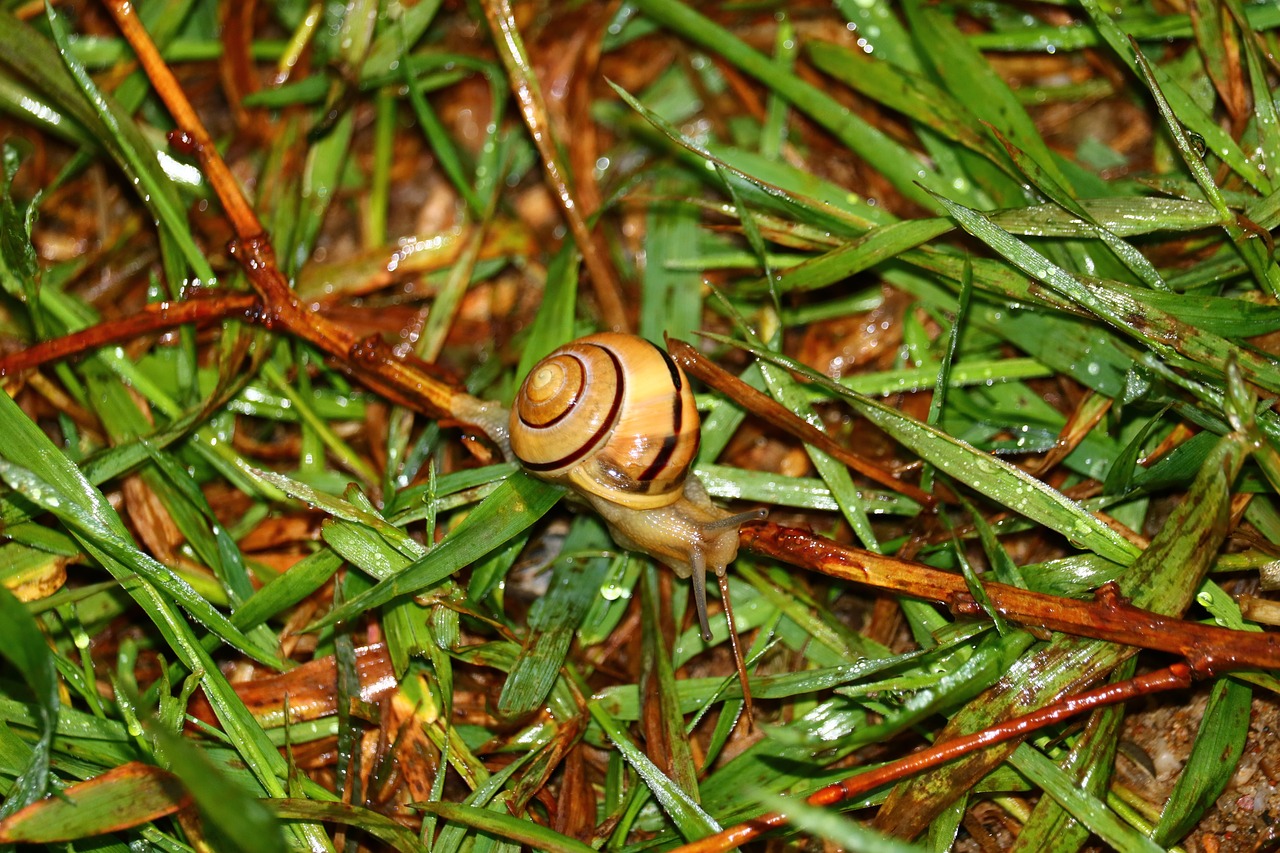 snail grass green free photo