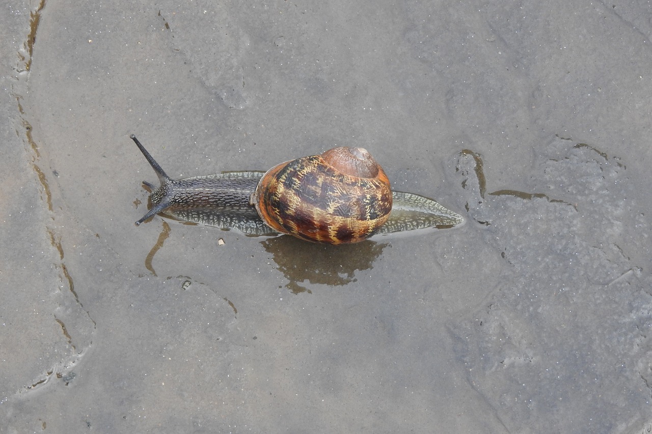 snail garden nature free photo