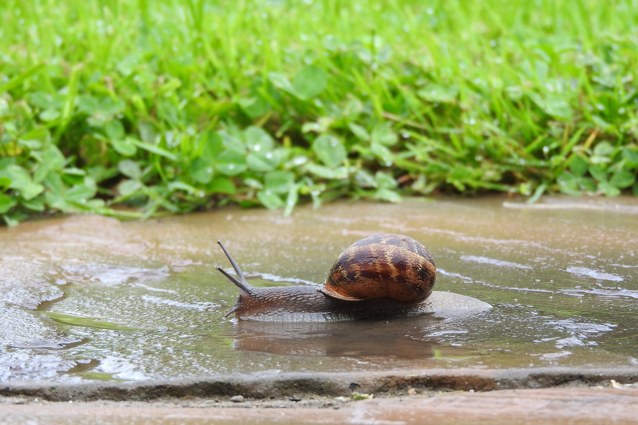 snail garden nature free photo