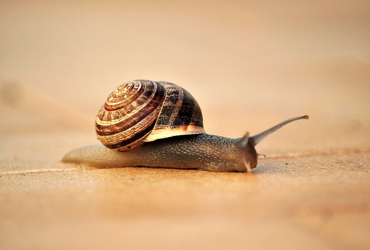 snail house crawl free photo
