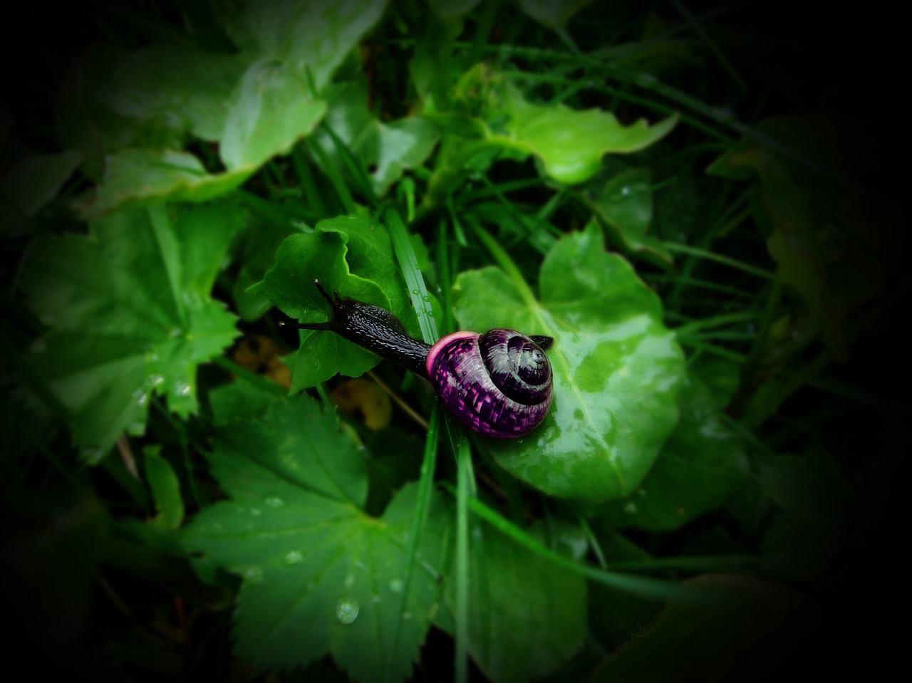 snail black snail purple shell snail free photo